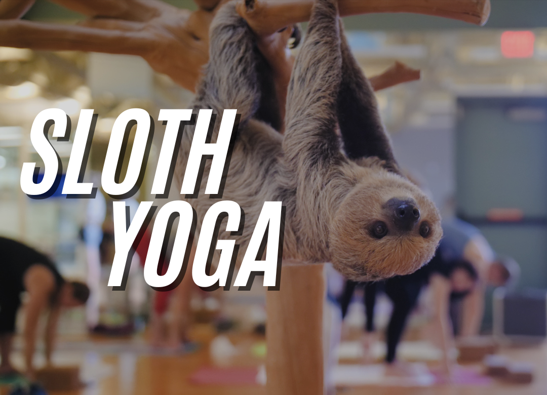 Sloth Yoga Genesis Health Clubs